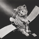 Illustration for article titled Vintage Photos Reveal Century-Long Obession with Dressing Up Pets